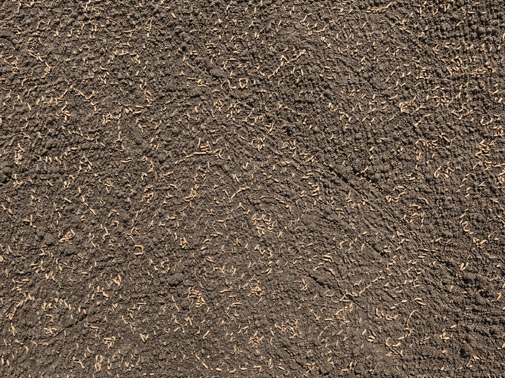 Top-down view of scattered ryegrass seed on a raked, pressed no-till lawn surface with no furrows.